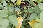 Soybeans-Moly-Deficiency-scaled-(1).jpg