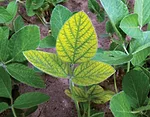 Foliar-symptoms-of-manganese-deficiency.jpg