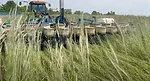 Ohio's Country Journal Planting Green Cereal Rye.png