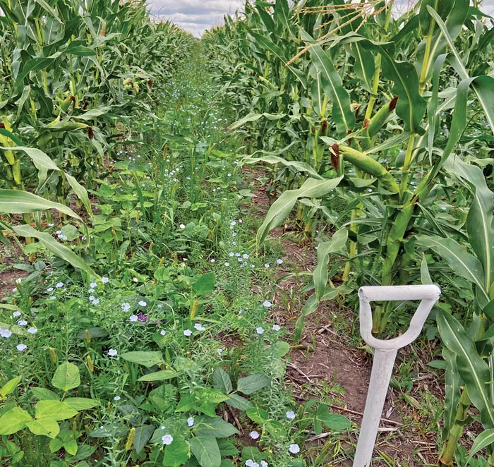 60-Inch-Corn-and-Covers-D4-Drought.jpg