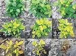 NDSU-Iron-Deficiency-Chlorosis-Scale.jpg