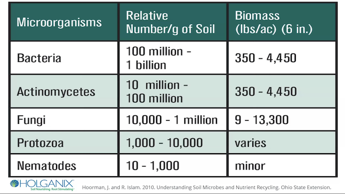 Types-of-Soil-Microbes