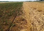Bradley-Integrated-Weed-Management.jpg