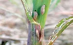 Slugs-Feeding-juveniles.jpg