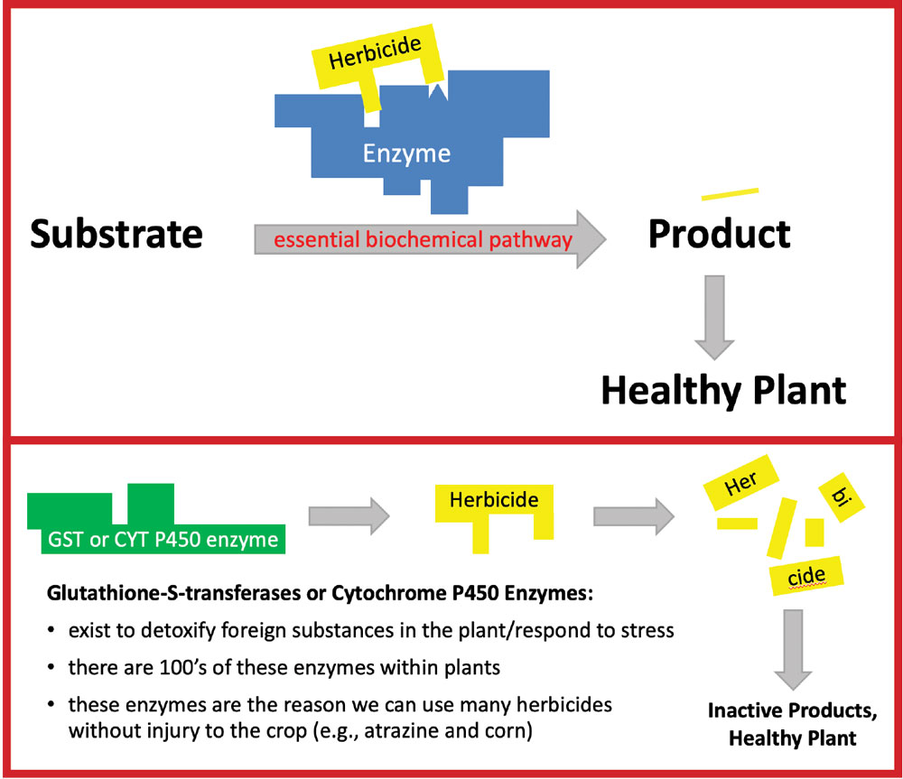 New Type of Herbicide Resistance Threatens 'Mix the Mode' Weed Control