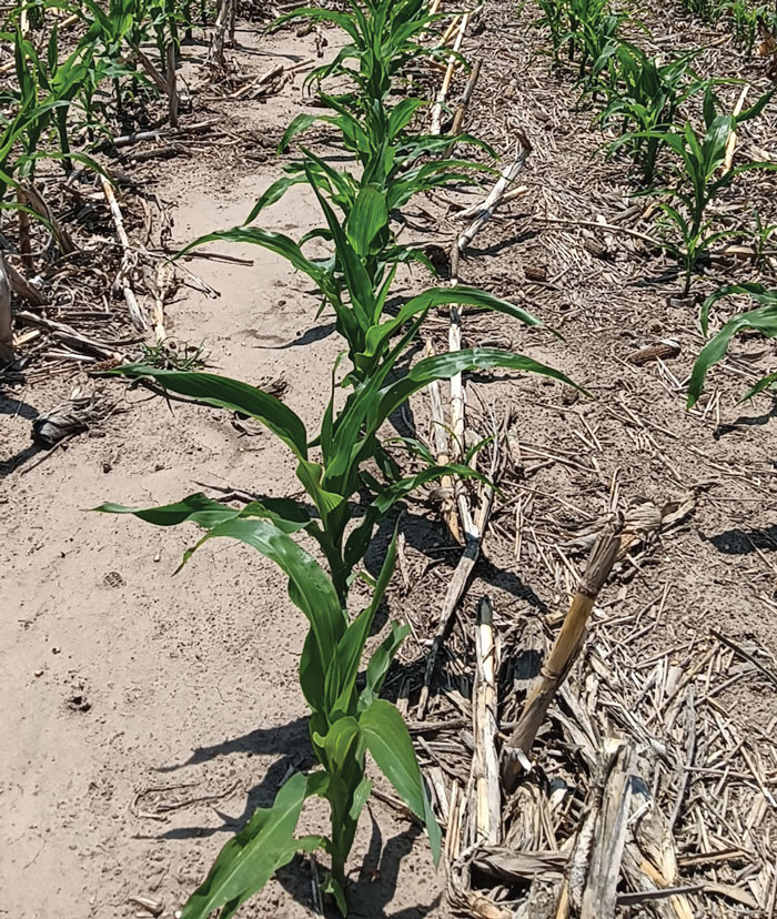 CAF-Michael-Thompson_MT2StressedCorn.jpg