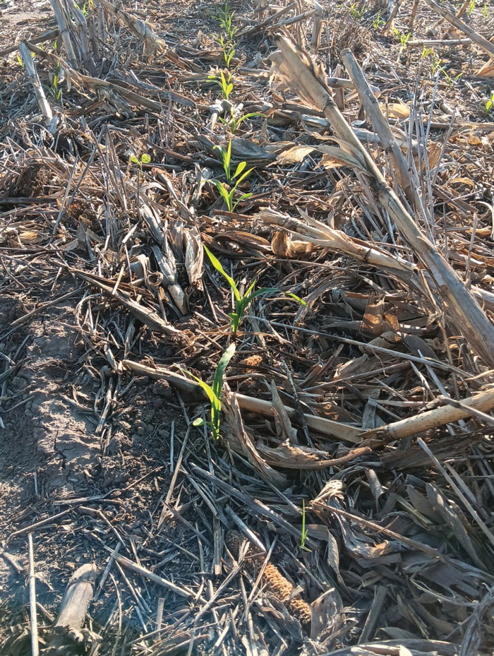 CAF-Michael-Thompson_MT2corn-emerg-residue.jpg