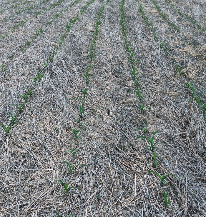 CAF-Michael-Thompson_MT2corn-rows-residue.jpg