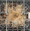 Beck’s-Root-Reveal-Research-project-1.jpg