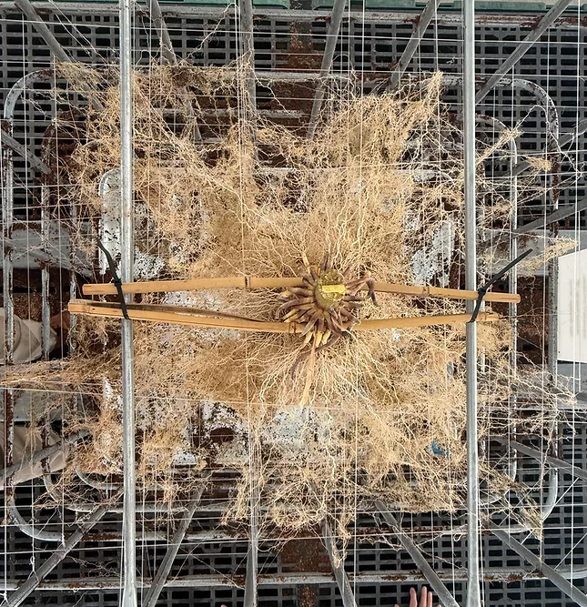 Beck’s-Root-Reveal-Research-project-1.jpg