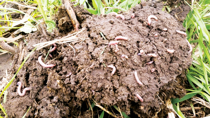 How-No-Till-Influences-Nutrient-Management_1-ton-per-acre-of-earthworms.jpg