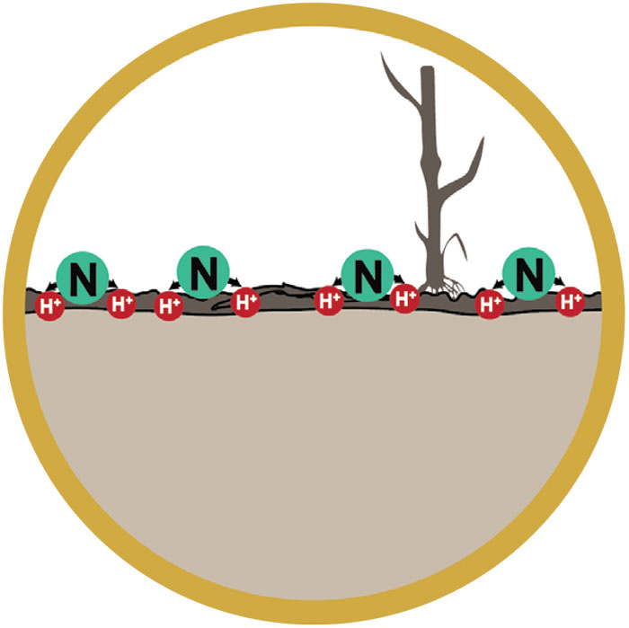 How-No-Till-Influences-Nutrient-Management_Acid-layer-in-top-2-3-inches.jpg