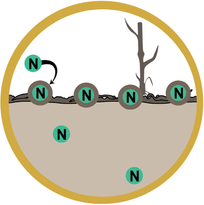 How-No-Till-Influences-Nutrient-Management_Carbon-rich-residues-tie-up-N-Carbon-penalty.jpg