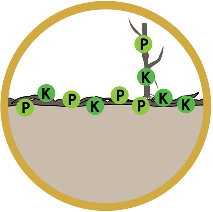 How-No-Till-Influences-Nutrient-Management_P--K-build-up-on-soil-surface.jpg