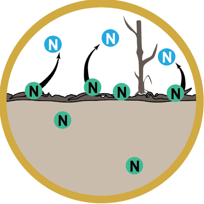 How-No-Till-Influences-Nutrient-Management_Surface-applied-N-is-lost-to-the-atmosphere.jpg