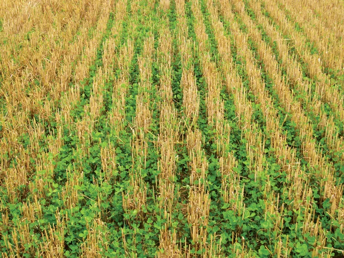Cover-Crop-Weeds_NTF_0625_Curran-red-clover-in-wheat.jpg