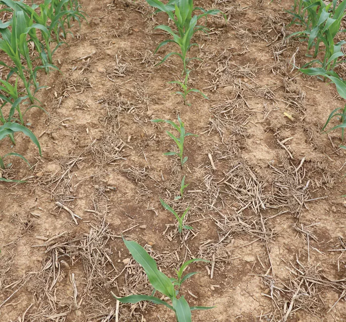 NTF-101_NTF_0625_Troubleshooting-No-till.jpg