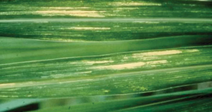 Nutrients-Hoorman_NTF_0625_Molybdenum-deficiency.jpg