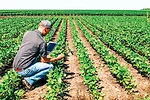 Becks-Practical-Farm-Research-Program.jpg