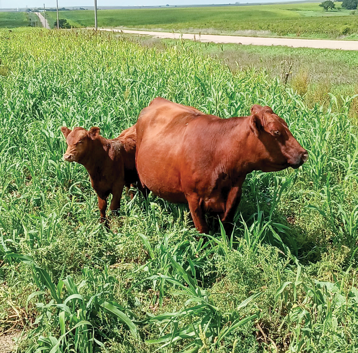 MTIIICattle