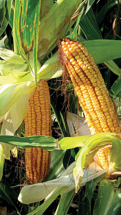 MTIIIDentKernels