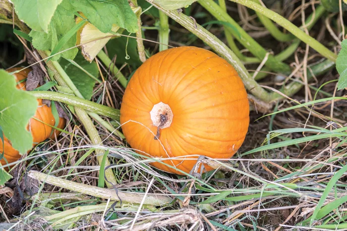 Pumpkins-and-Rye-Covers.png