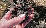 Soil-In-Hand.jpg