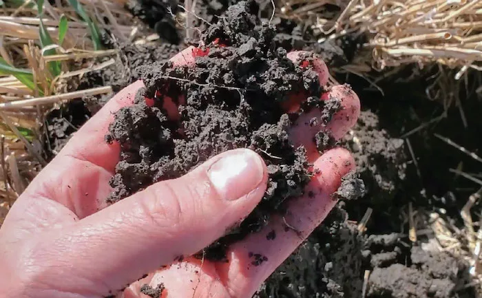 Soil-In-Hand.jpg