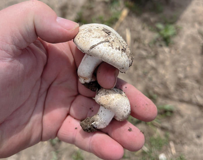 Mushrooms
