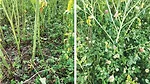 Frederik-Larsen-Winter-oilseed-rape-undersown-with-living-mulch-.jpg