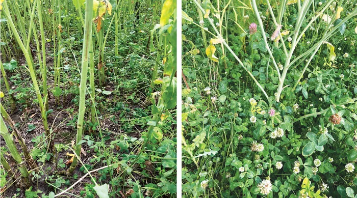 Frederik-Larsen-Winter-oilseed-rape-undersown-with-living-mulch-.jpg