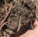 Natural-Tillage-Tool.jpg