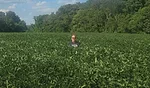 Chris-Weaver-Soybean-field.jpg