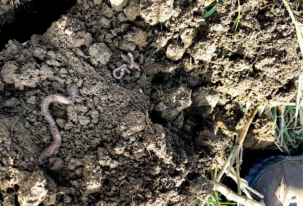 No-Tilling Cover Crops Blasting Through Plow Pan-worms.jpg
