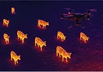Drones Can Ease Transition to Livestock Integration-NGLCThermal.jpg