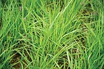 Getting Started With No-Till Farming-VNS Ryegrass.jpg