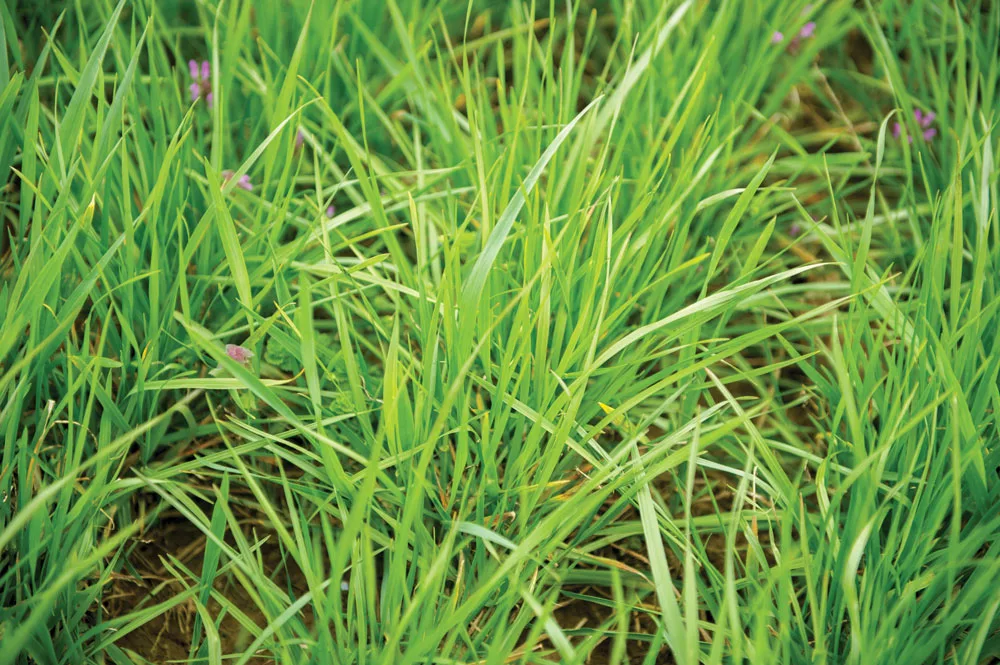 Getting Started With No-Till Farming-VNS Ryegrass.jpg