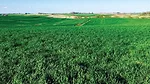 Iowa No-Tillers Find Forward Gear in Conservation Journey-1.jpg