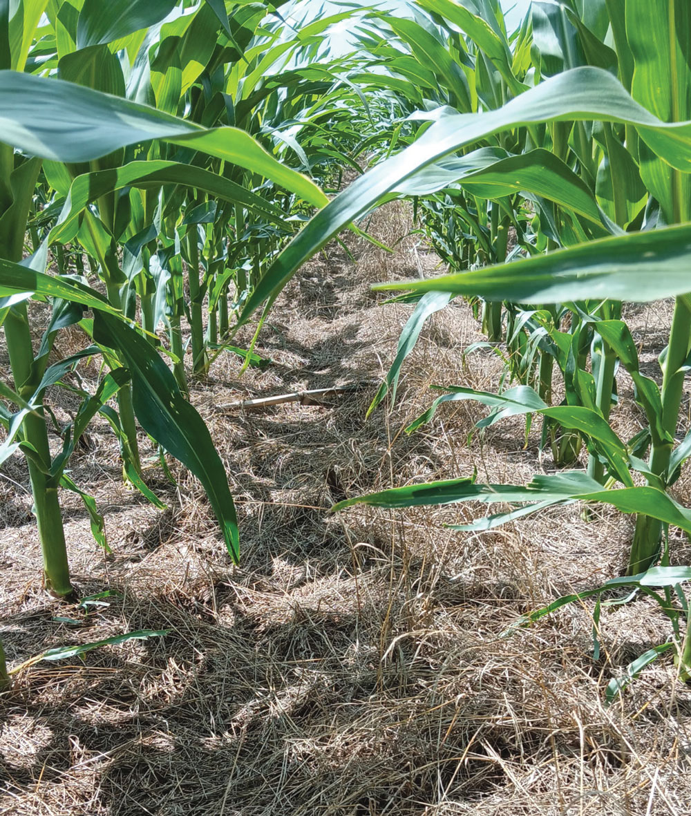 Planning-for-Drought-Pays-Off-for-No-Tiller-1.jpg