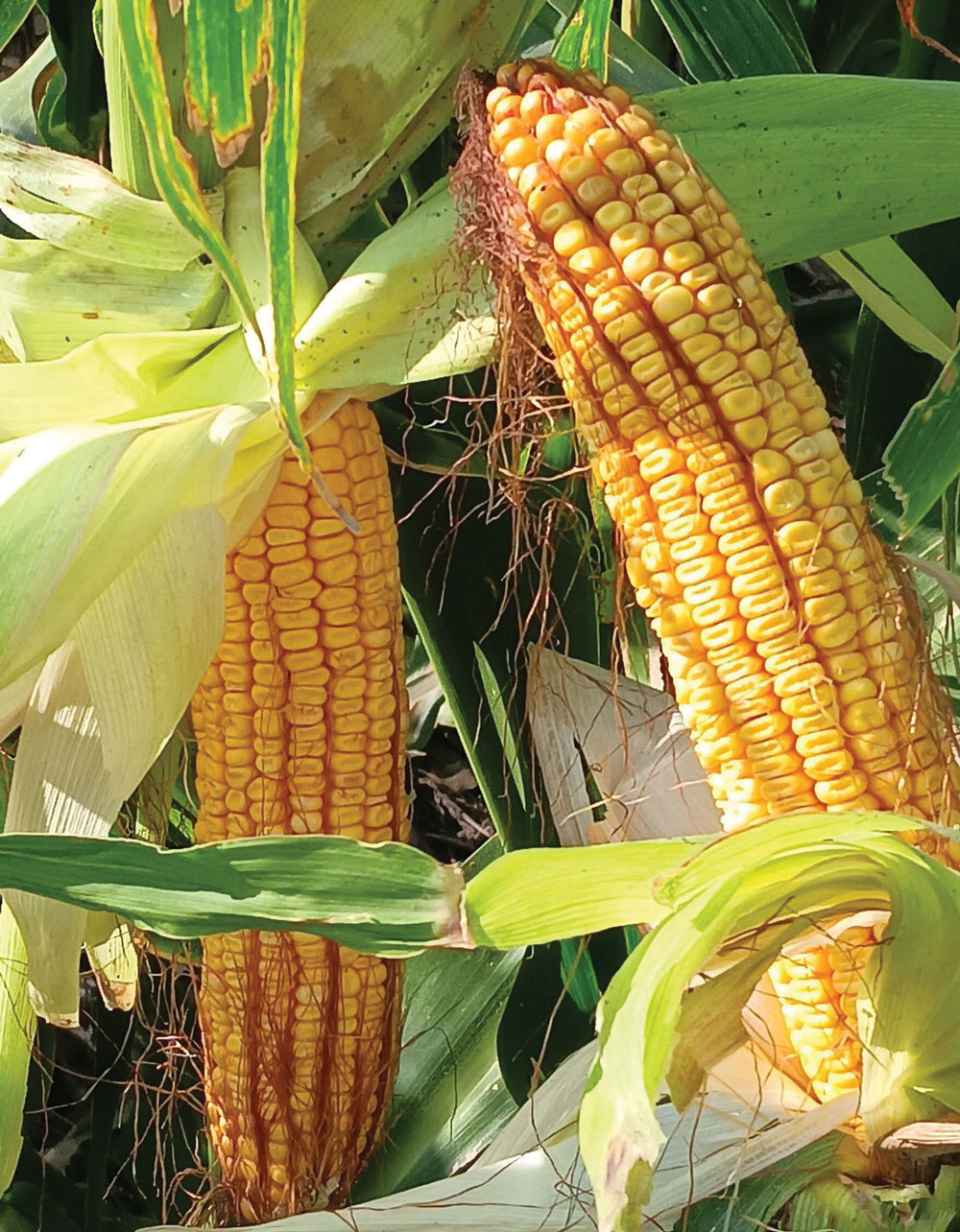 Planning-for-Drought-Pays-Off-for-No-Tiller-2.jpg
