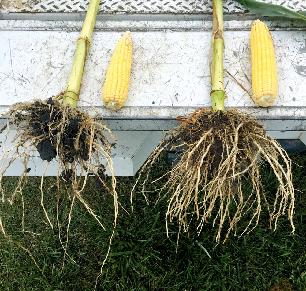 Biologicals-Can-Help-No-Tillers-corn-roots.jpg