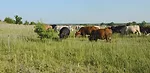 Integrating-Livestock-with-No-Till-1.jpg