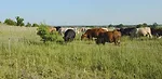 Integrating-Livestock-with-No-Till-1.jpg