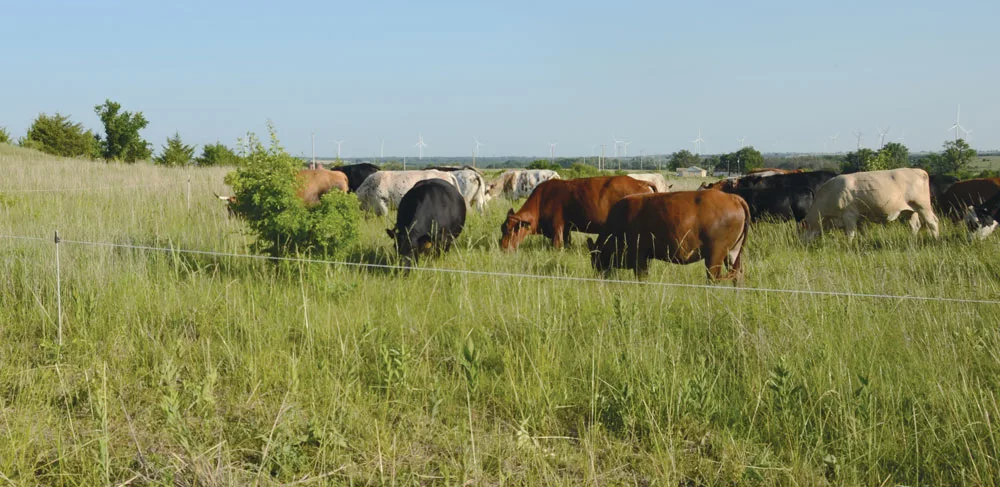 Integrating-Livestock-with-No-Till-1.jpg