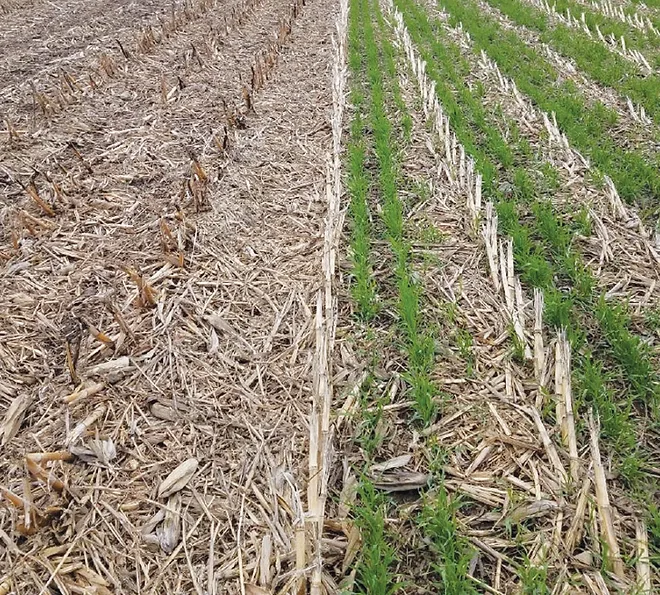 Cover Crops Managed Properly Can Bring Immediate Benefits