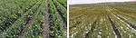 Seeding-flax-and-oats-in-the-row-in-soybeans.jpg