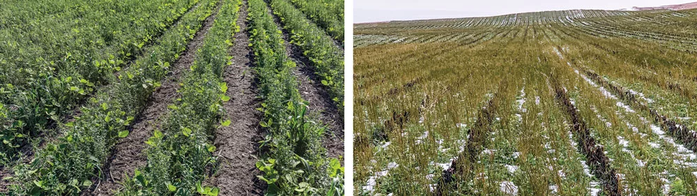 Seeding-flax-and-oats-in-the-row-in-soybeans.jpg