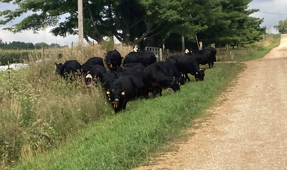 Virtual-Fencing-Helps-No-Tiller-Cut-Costs-Boosts-Grazing-Operations-1.jpg