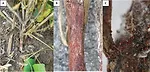 red-crown-rot-in-soybeans.jpg