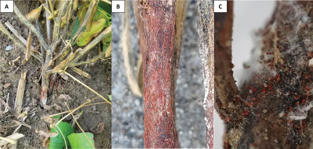 red-crown-rot-in-soybeans.jpg